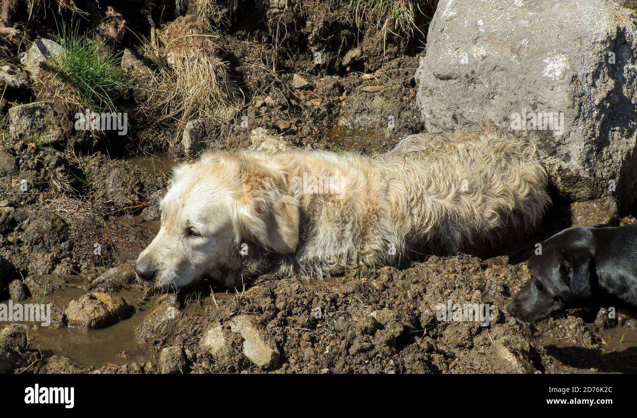 Closeup of a sleeping golden retriever dog Stock Photo - Alamy