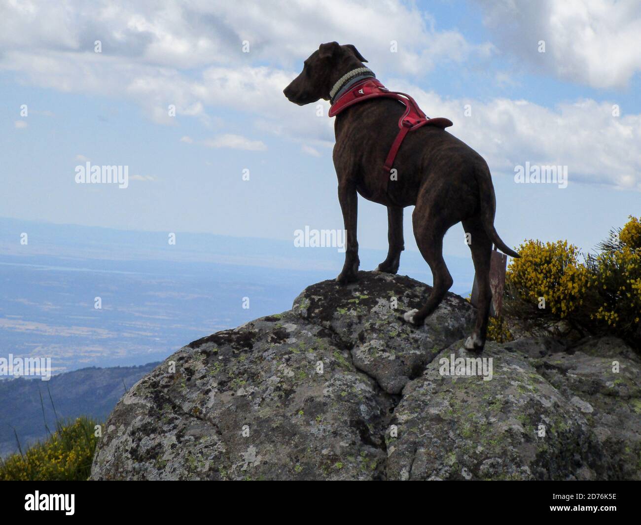 Shot of a Formosan mountain dog Stock Photo