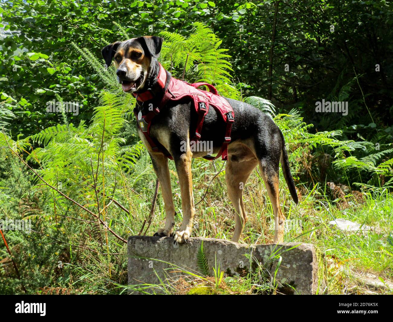 Shot of a cute dog standing in nature Stock Photo