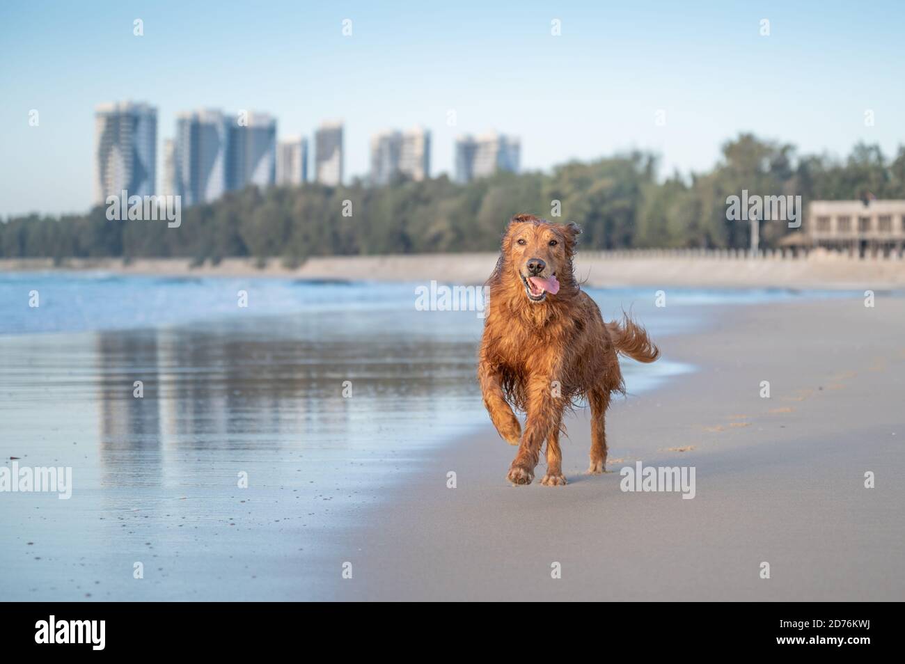 Golden Retriever playing on the beach Stock Photo - Alamy