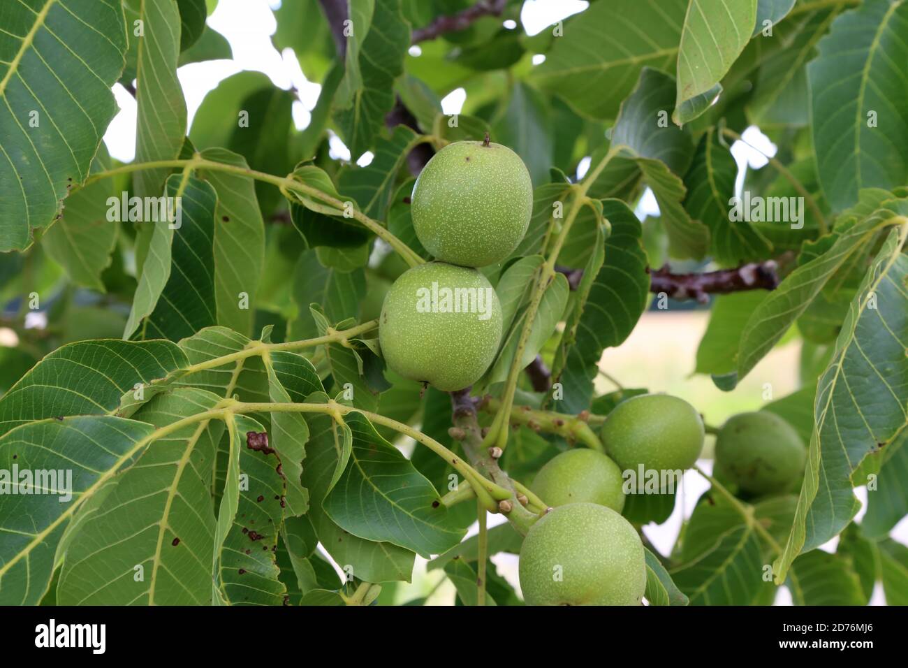 Walnut farm hi-res stock photography and images - Alamy
