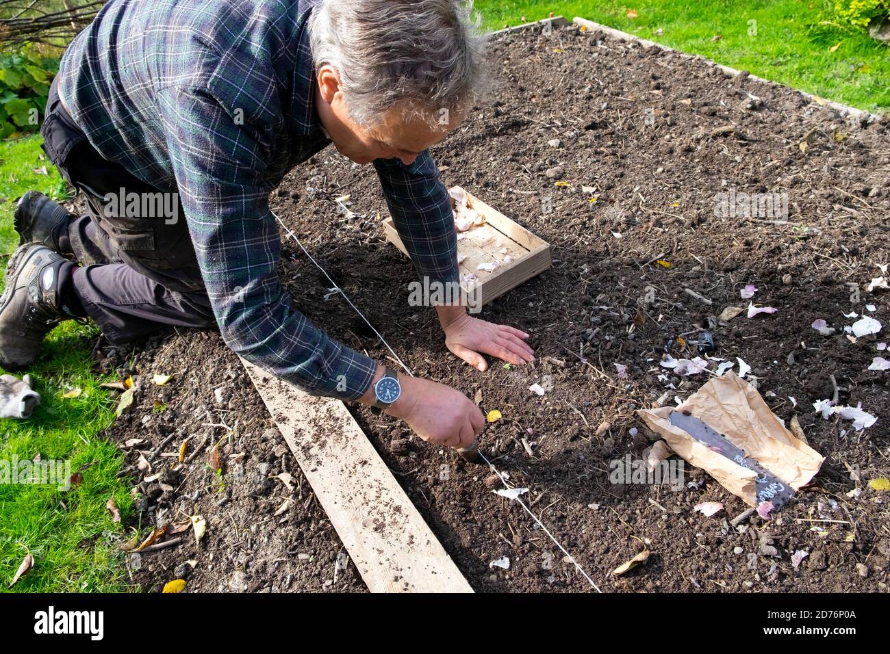 Man kneeling on board placed on soil planting garlic bulb bulbs with a dibber tool in veg garden in autumn October 2020 Wales UK  KATHY DEWITT Stock Photo