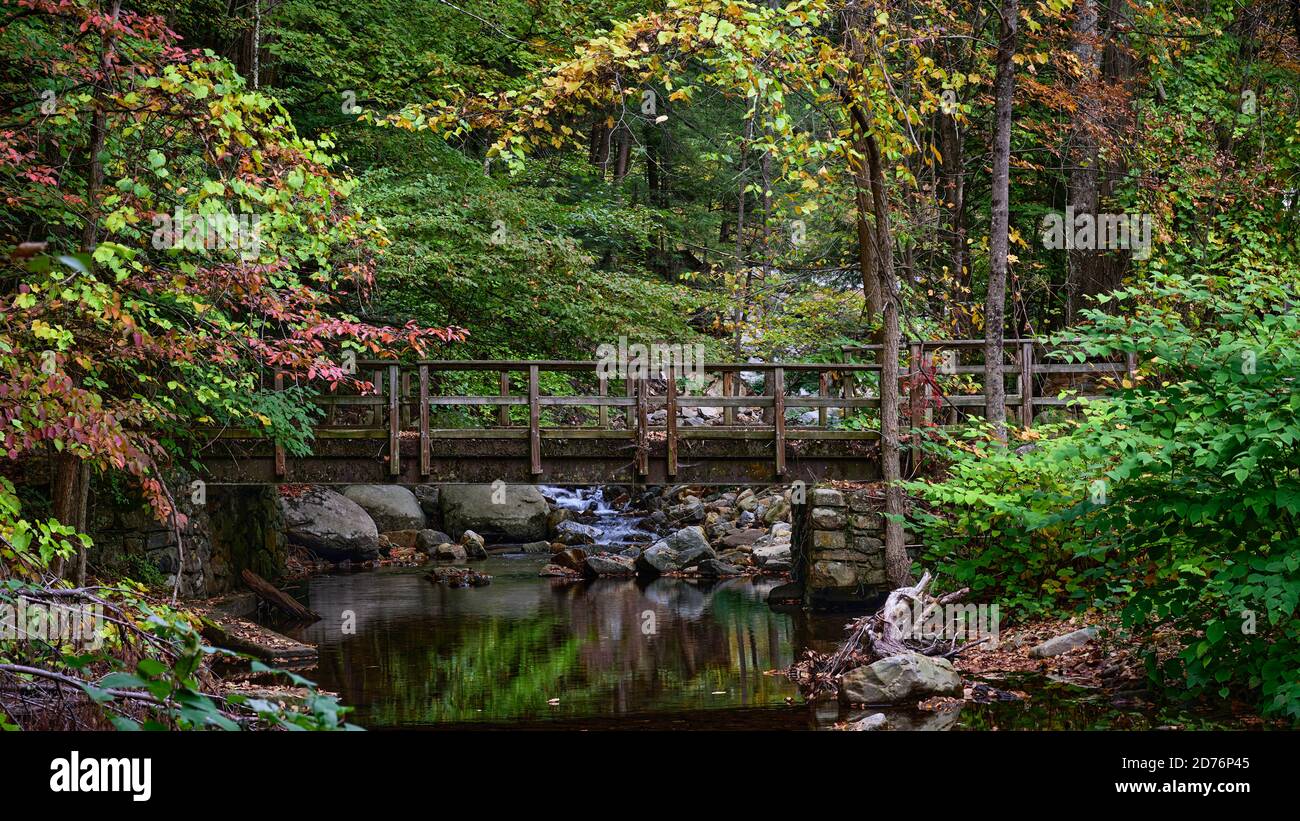 Small Forest Bridge Small wooden bridge over a river in a forest covered in greenery ...