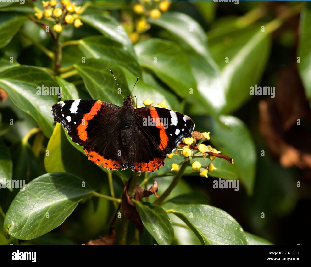 Red Admiral Butterfly nectar feeding from Ivy flowers. Stock Photo