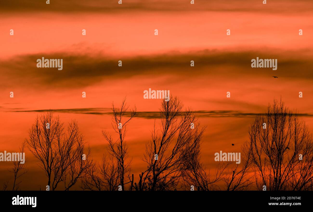 Silhouette leafless tree and sunset sky. Dead tree on red sunset sky ...