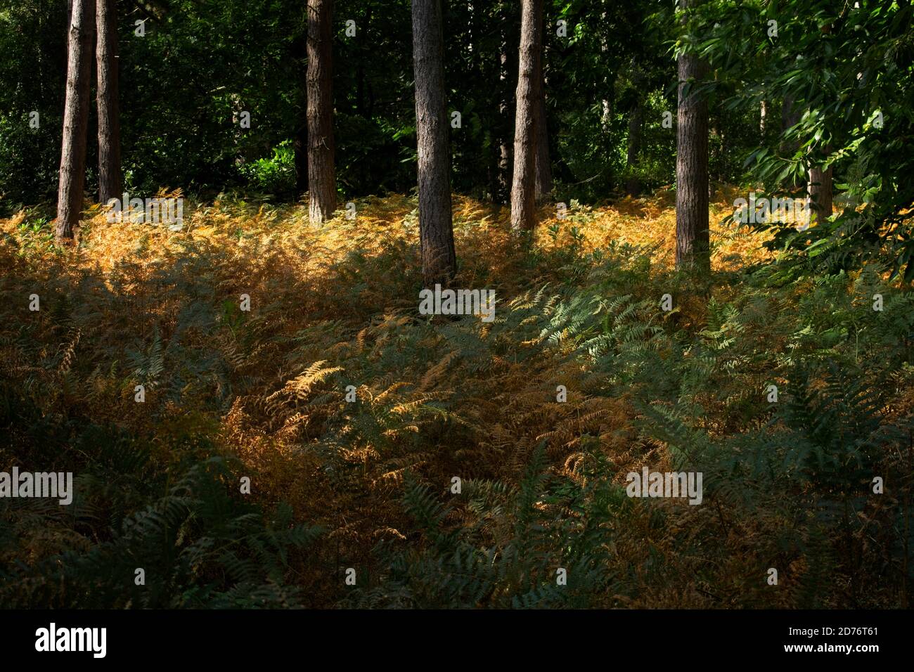 Autumnal woodland scene with trees and ferns lit by pocket of sunlight. Landscape format. Stock Photo