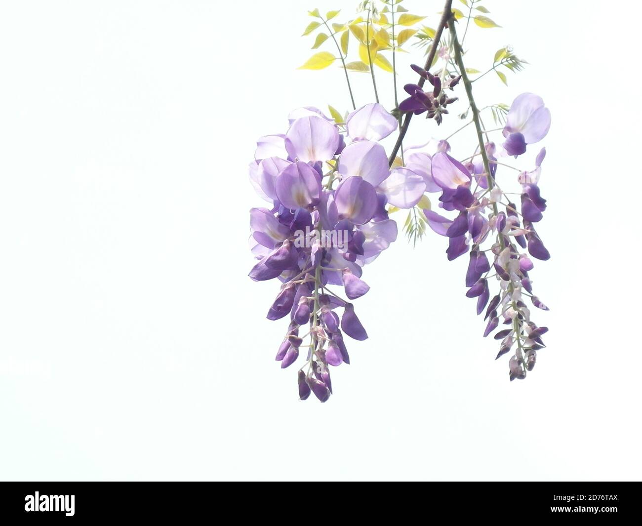 Closeup shot of a Chinese Wisteria Purplevine flowers Stock Photo