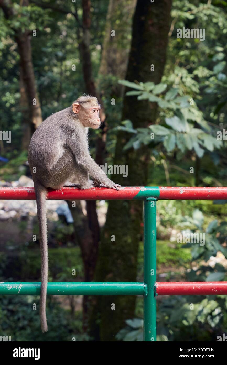 monkey photography in india Stock Photo