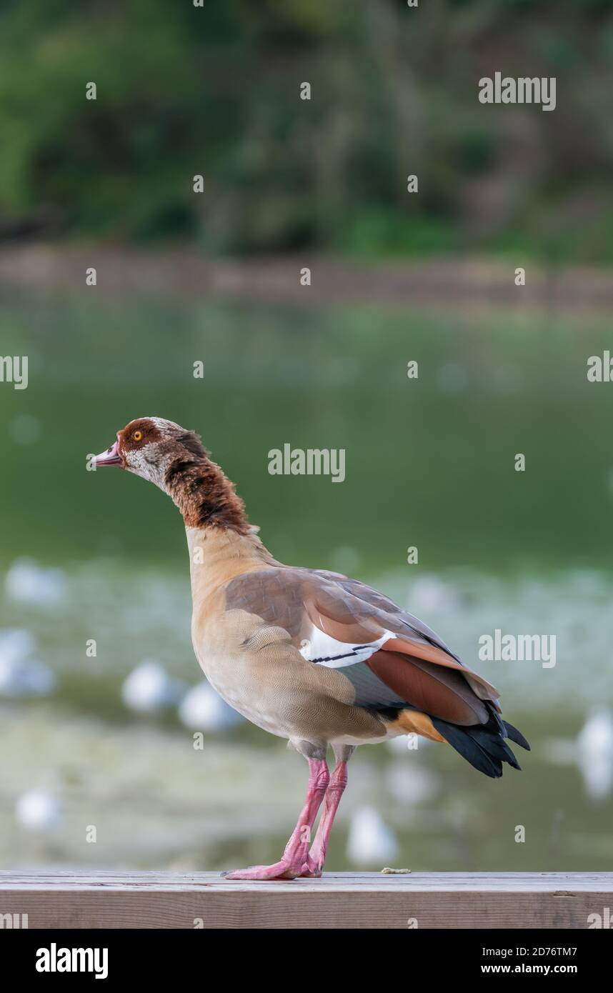 Side view of an Egyptian goose (Alopochen aegyptiaca) standing in water by a lake in Autumn in West Sussex, England, UK. Stock Photo