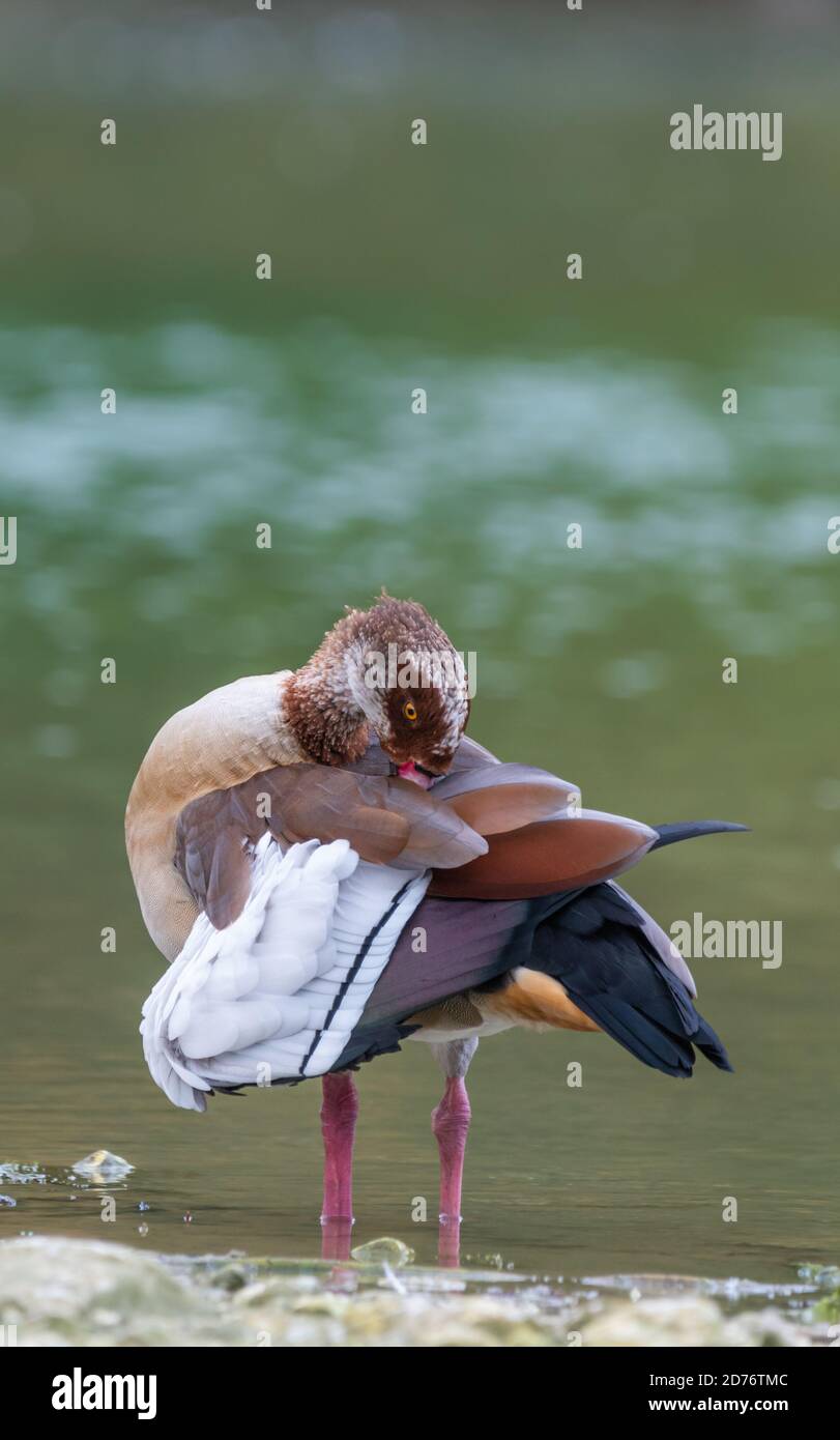 Egyptian goose (Alopochen aegyptiaca) by water preening (cleaning) itself in Autumn in West Sussex, England, UK. Portrait vertical with copyspace. Stock Photo