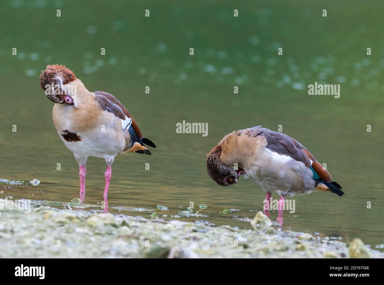 Pair of Egyptian geese (Alopochen aegyptiaca) standing in water by a lake in Autumn (preening) cleaning themselves, in West Sussex, England, UK. Stock Photo