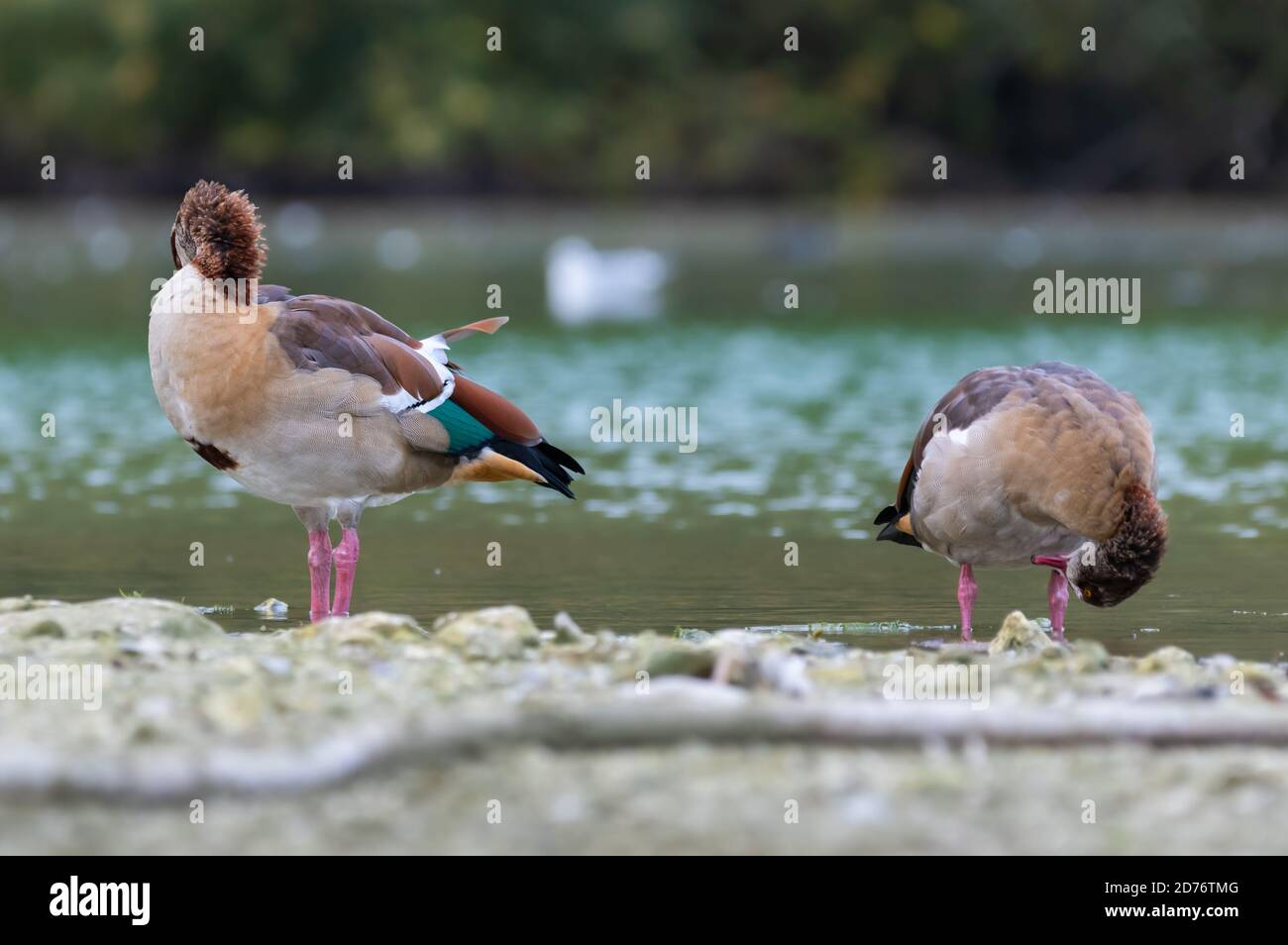 Pair of Egyptian geese (Alopochen aegyptiaca) standing in water by a lake in Autumn preening (cleaning) themselves, in West Sussex, England, UK. Stock Photo