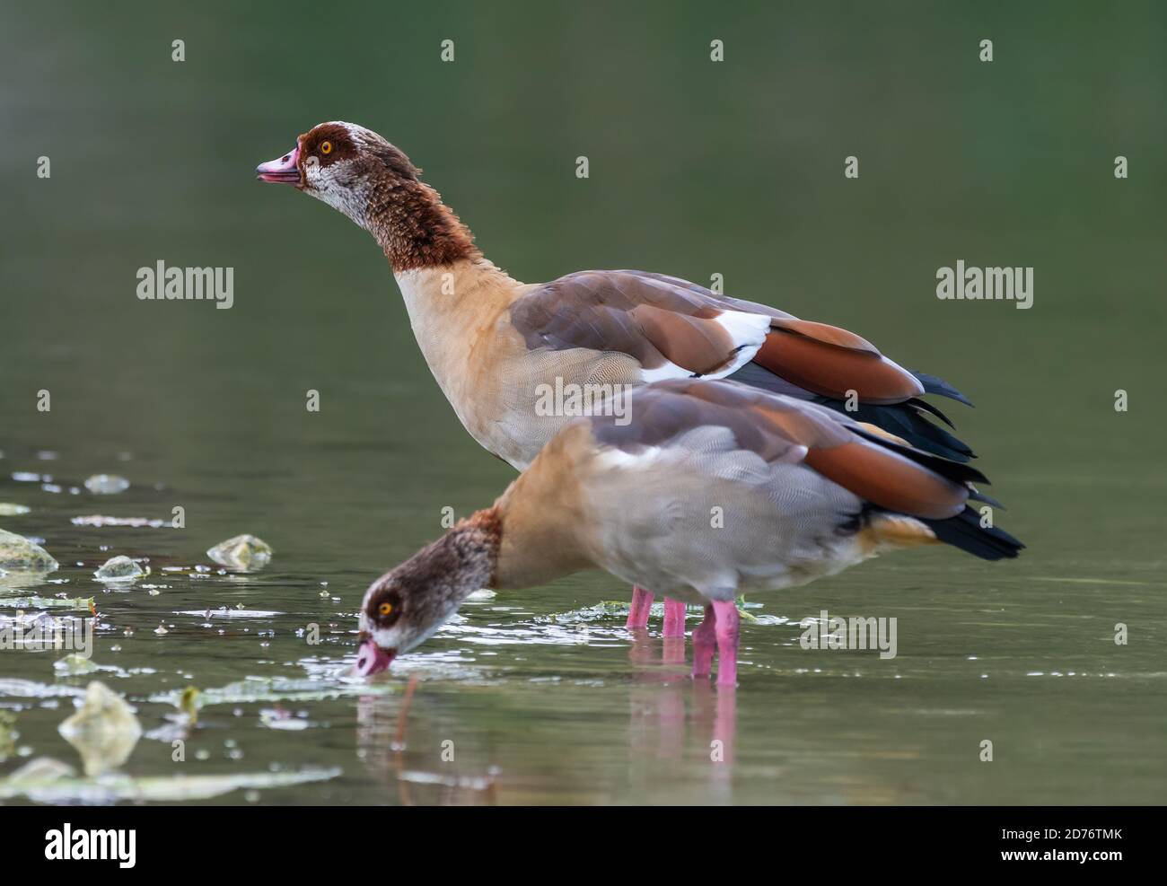 Pair of Egyptian geese (Alopochen aegyptiaca) standing drinking in water by a lake in Autumn in West Sussex, England, UK. Stock Photo