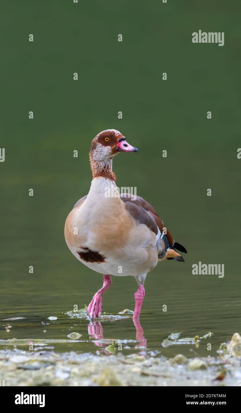 Egyptian goose (Alopochen aegyptiaca) standing in water by a lake in Autumn in West Sussex, England, UK. Portrait vertical with copyspace. Stock Photo