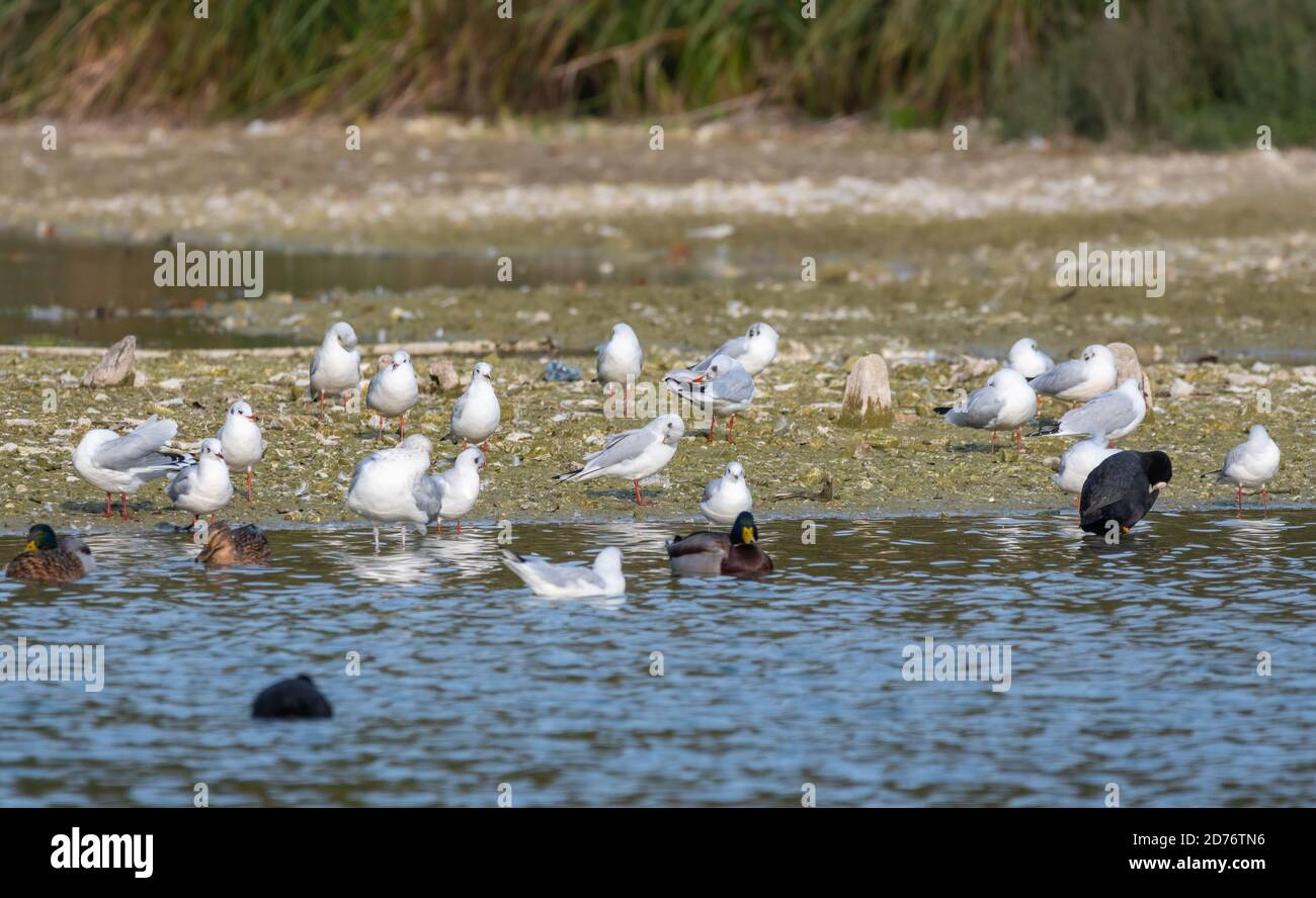 Flock of Black Headed Gulls (Chroicocephalus Ridibundus) in Autumn on land and in water in West Sussex, England, UK. Stock Photo