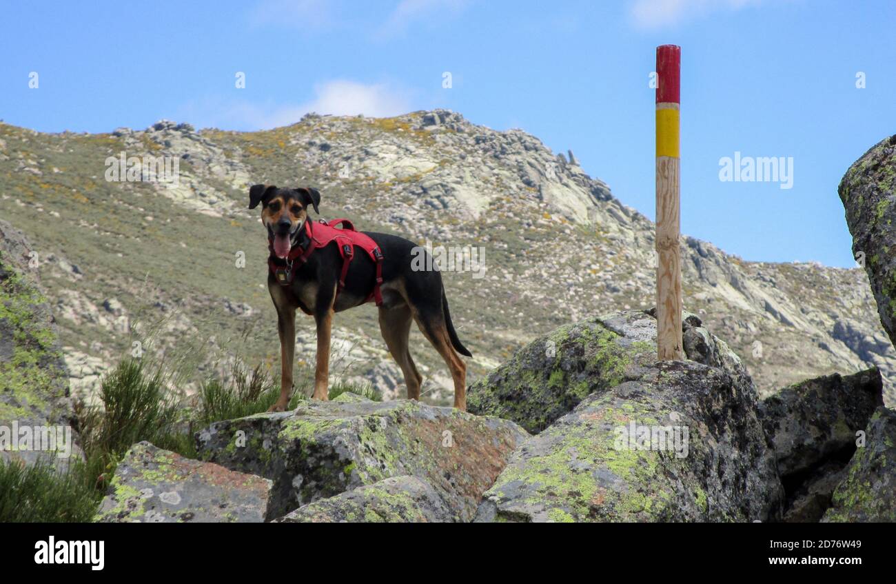 Shot of a cute dog standing in the mountains Stock Photo