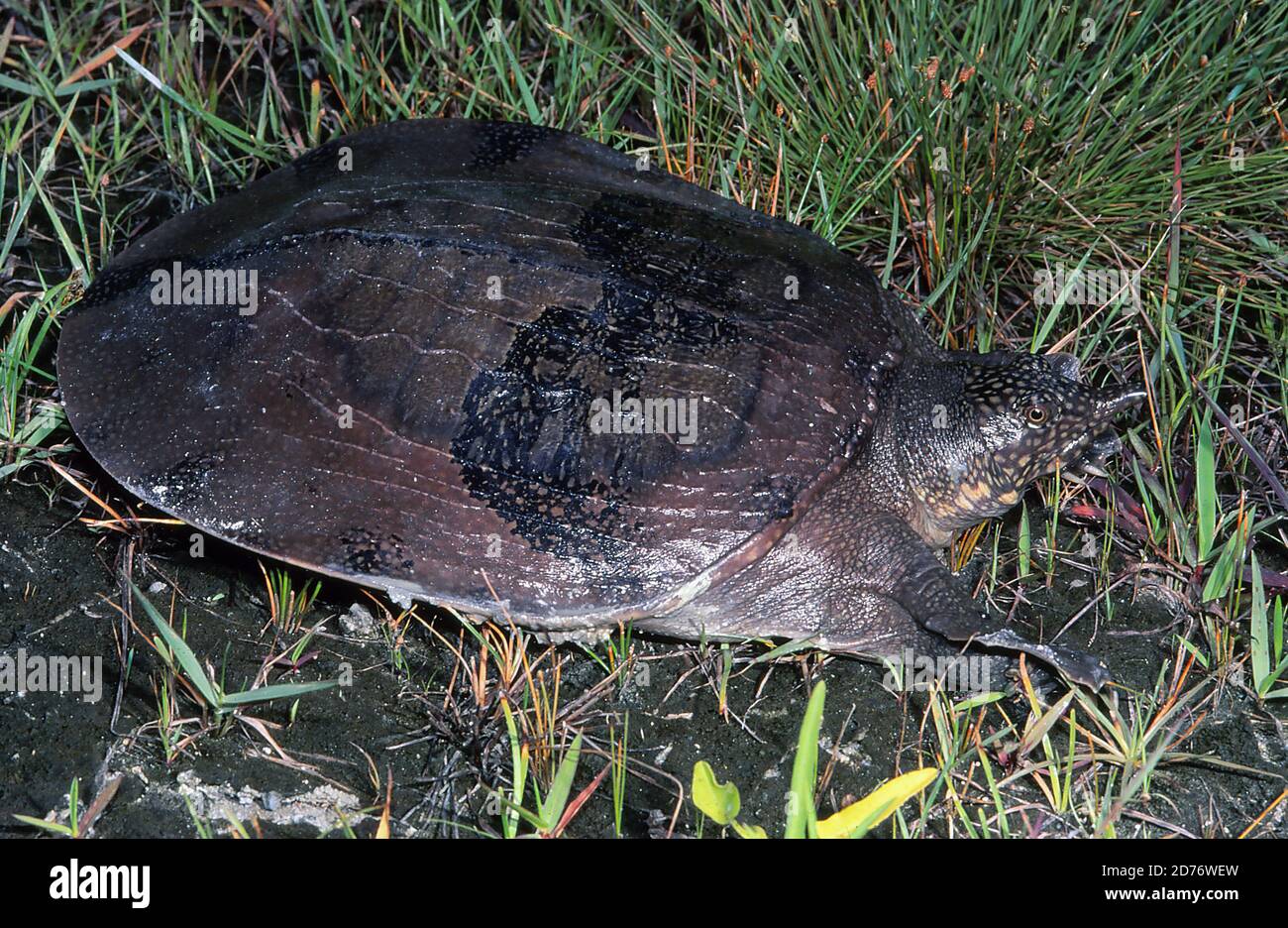 Asian Softshell Turtle Stock Photo