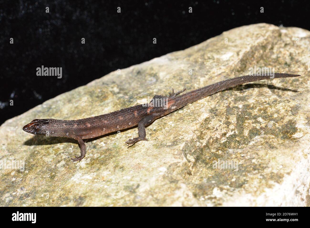 Small-eared Water Skink Stock Photo