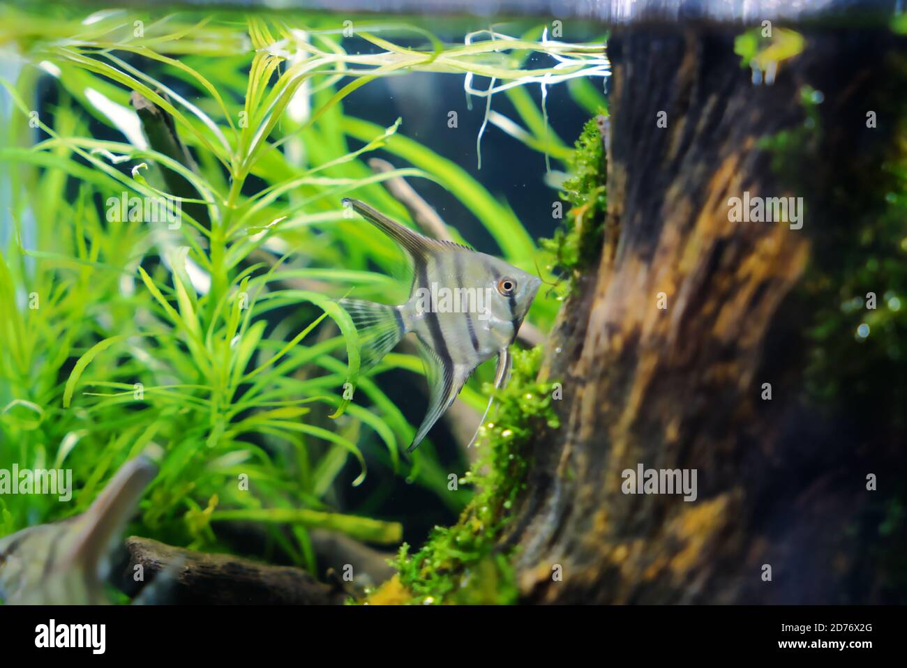 Arrow head fish swimming in an aquarium Stock Photo