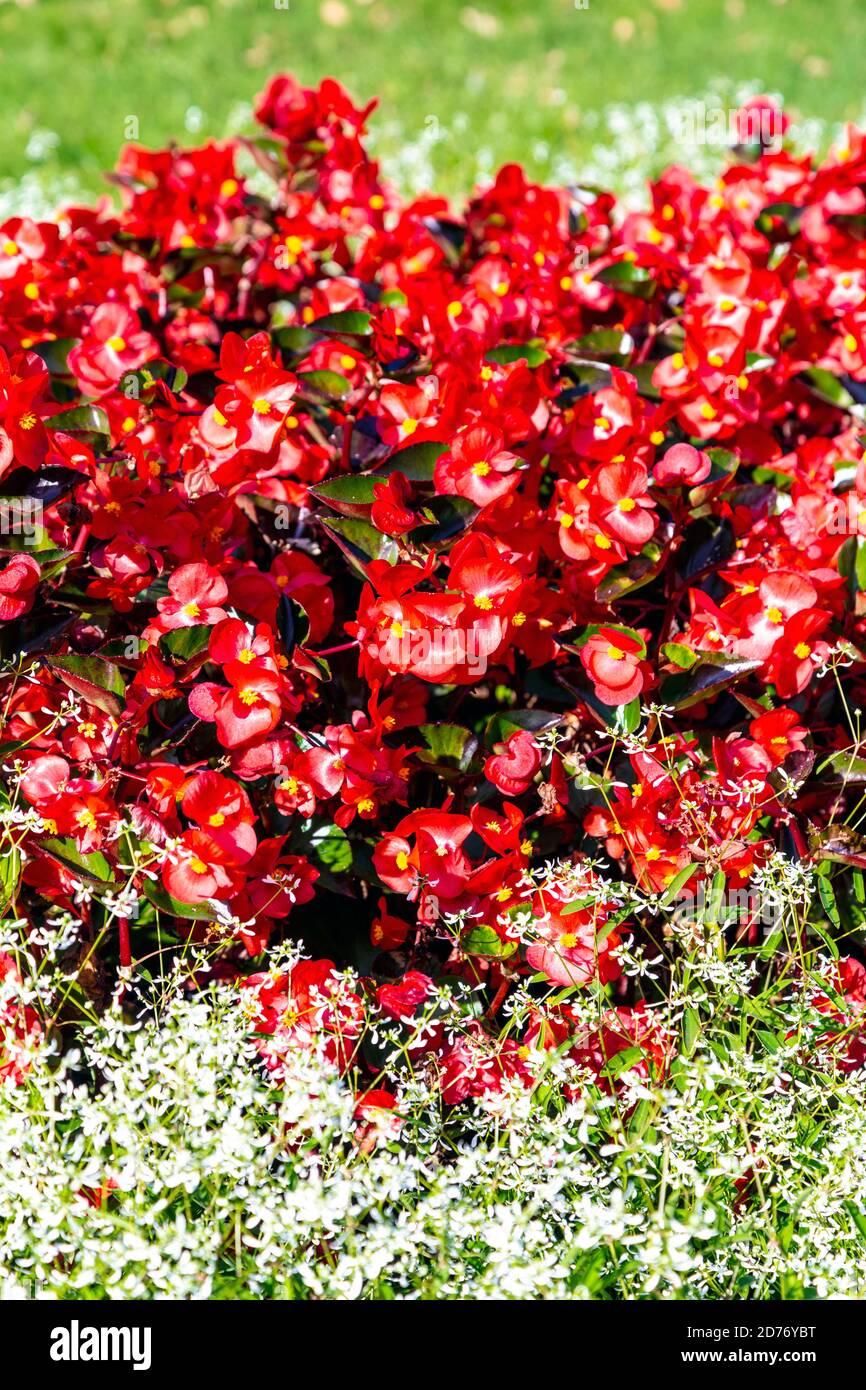 Red and white flowers at the Saxon Graden (Ogrod Saski) in Warsaw, Poland Stock Photo
