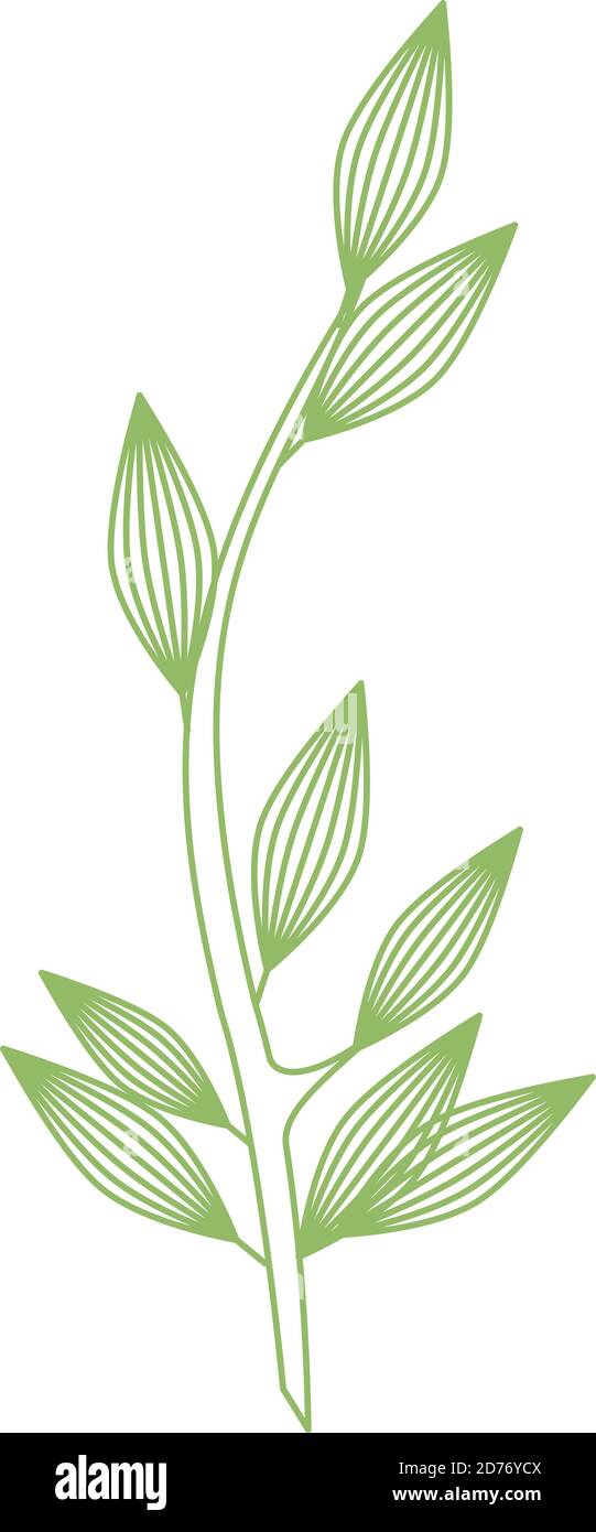 branch with leafs plant nature icon vector illustration design Stock ...