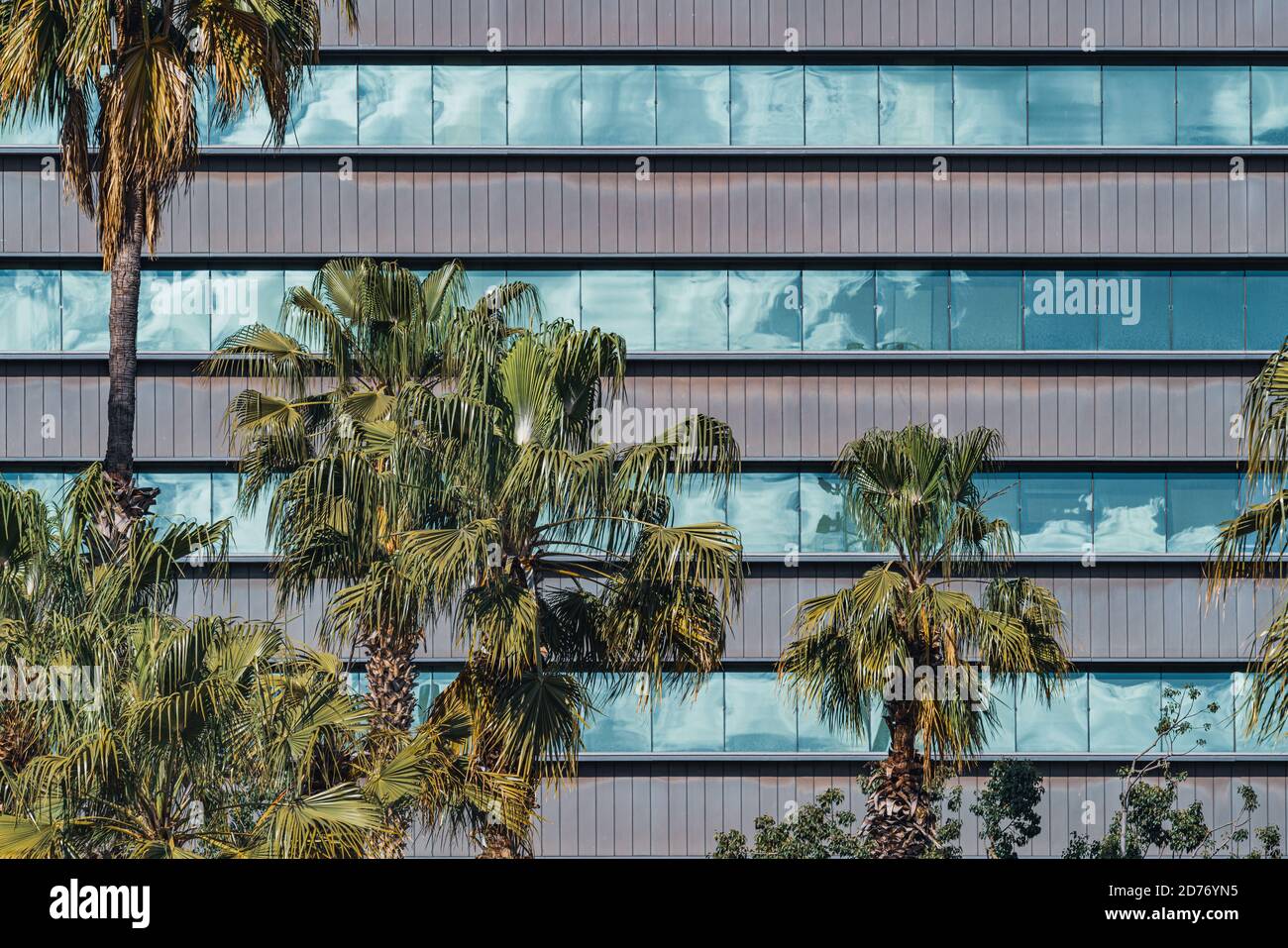 Palm trees in front of the glazed windows of the facade of an office ...