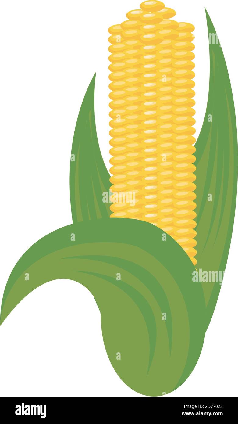 corn cob vegetable isolated icon vector illustration design Stock ...