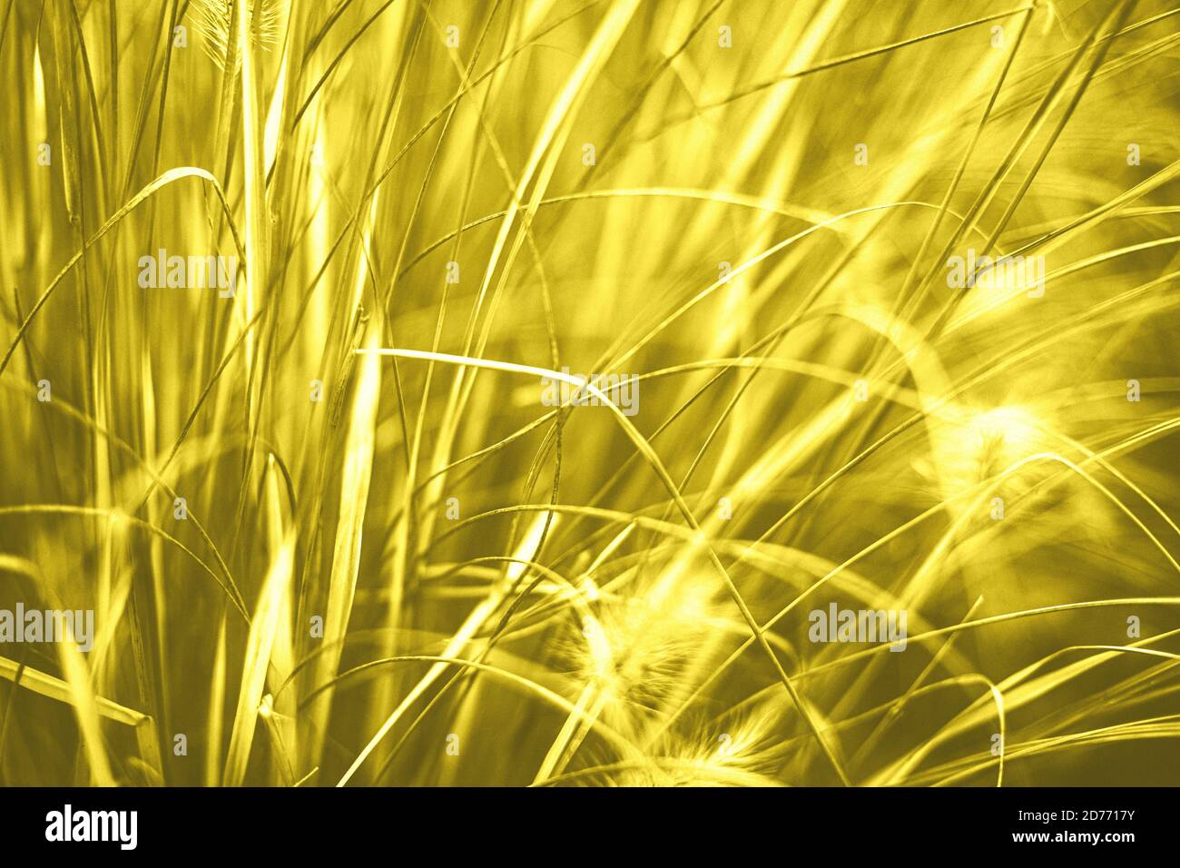 Closeup of yellow dry grass in autumn garden Stock Photo