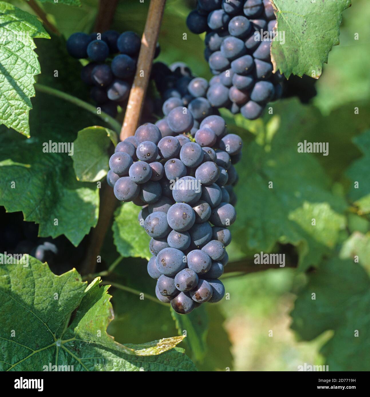 Mature bunch of red Pinot Noir grapes on the vine in a Champagne Region vineyard, France, Stock Photo