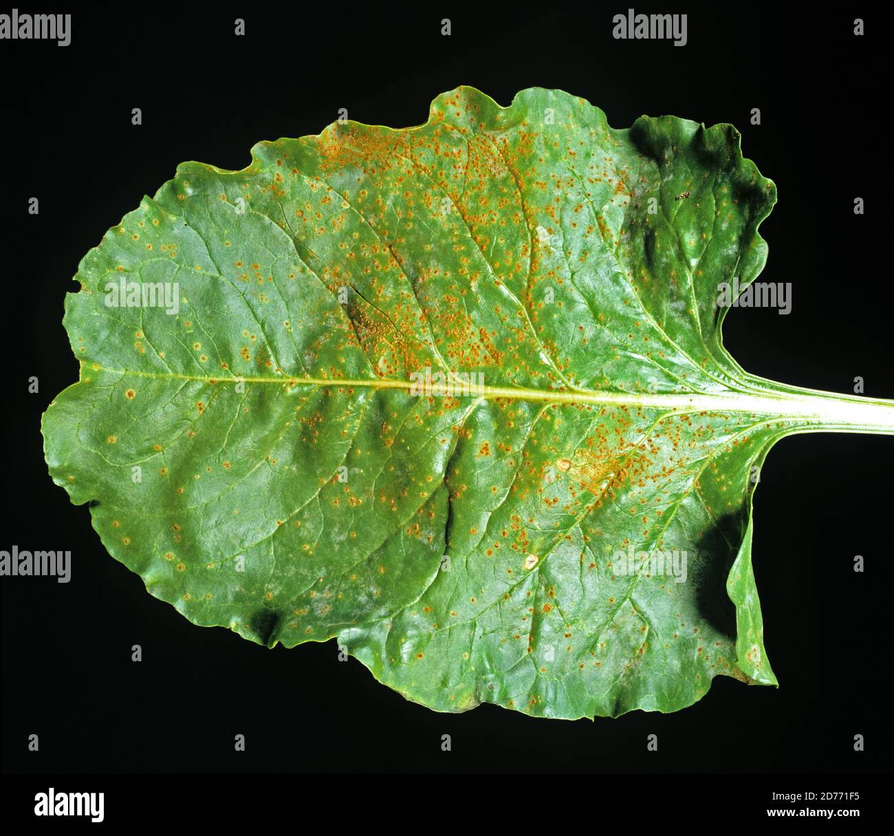 Sugar beet rust (Uromyces beticola) fungal disease pustules on a sugar beet leaf, Champagne Region, France Stock Photo