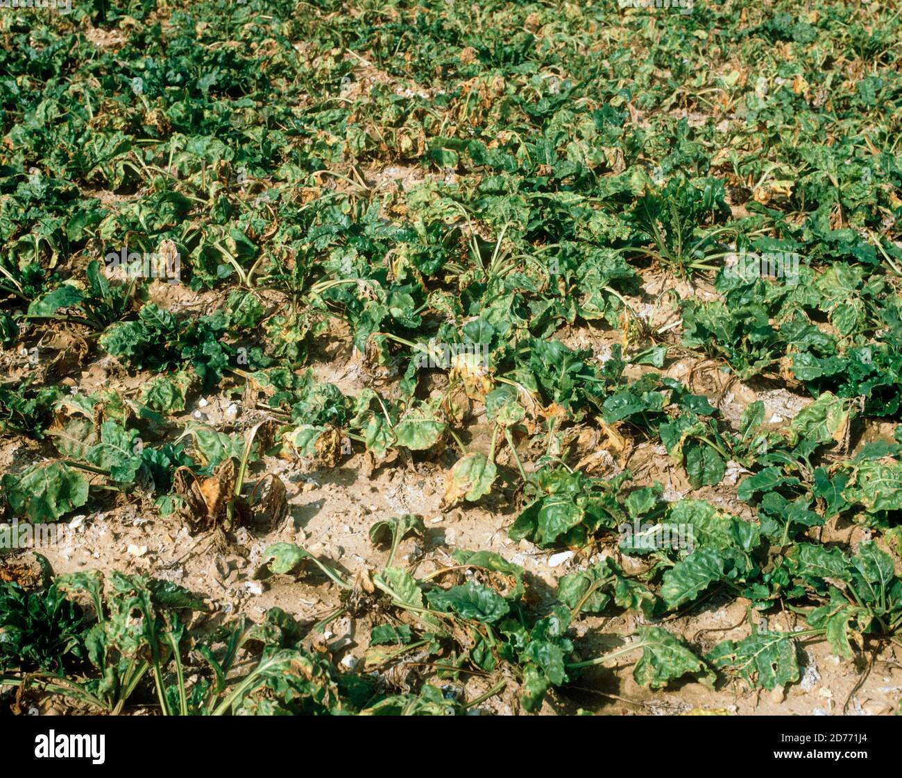 Wilting and necrosis caused by boron deficiency, Bo, on a sugar beet