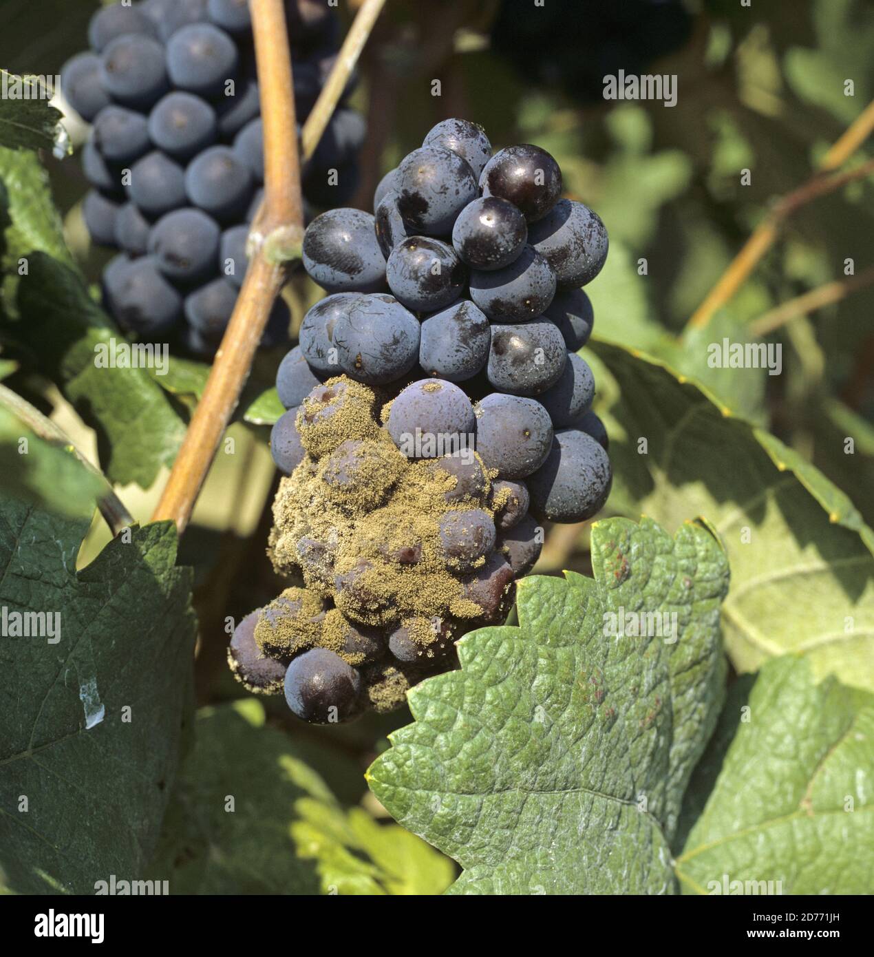 Grey mould (Botrytis cinerea) noble rot fungal development on mature Pinot Noir grapes at harvest, Champagne Region, France Stock Photo