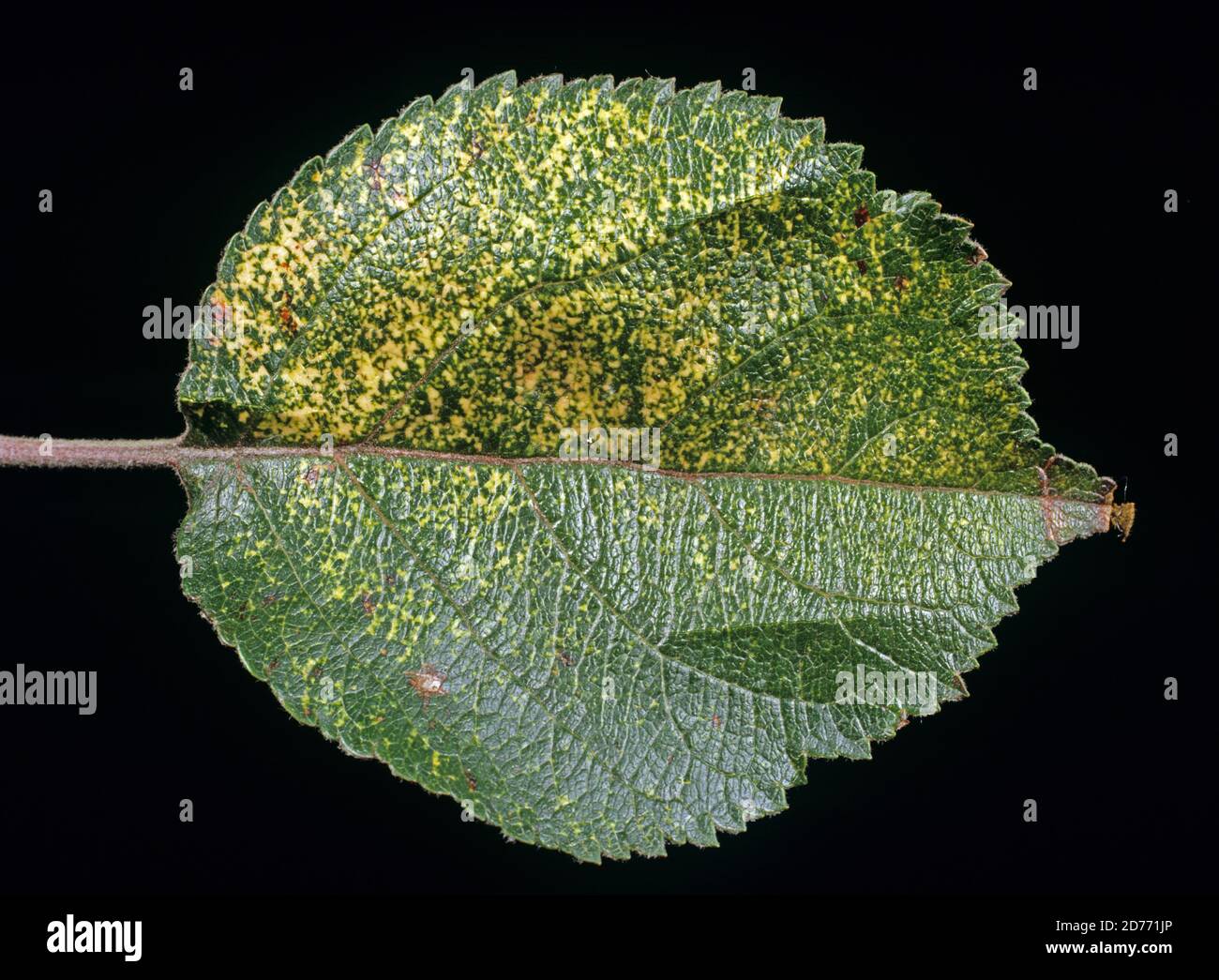Yellow mottling effect caused by apple mosaic virus (AMV) to a leaf from an apple fruit tree Stock Photo