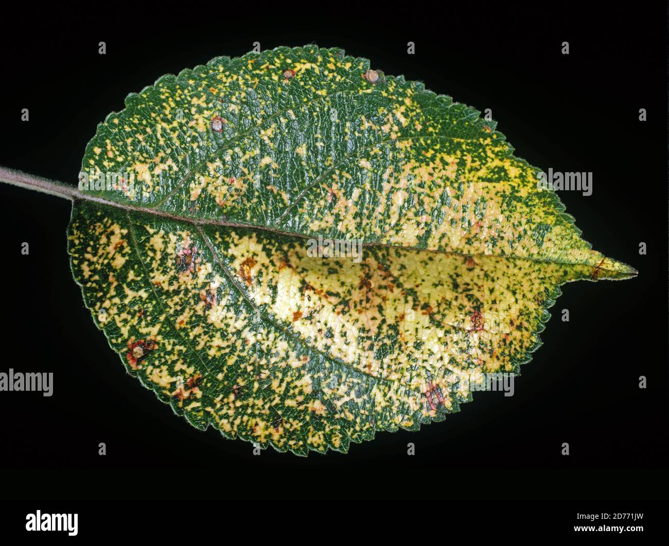 Yellow mottling effect caused by apple mosaic virus (AMV) to a leaf from an apple fruit tree Stock Photo