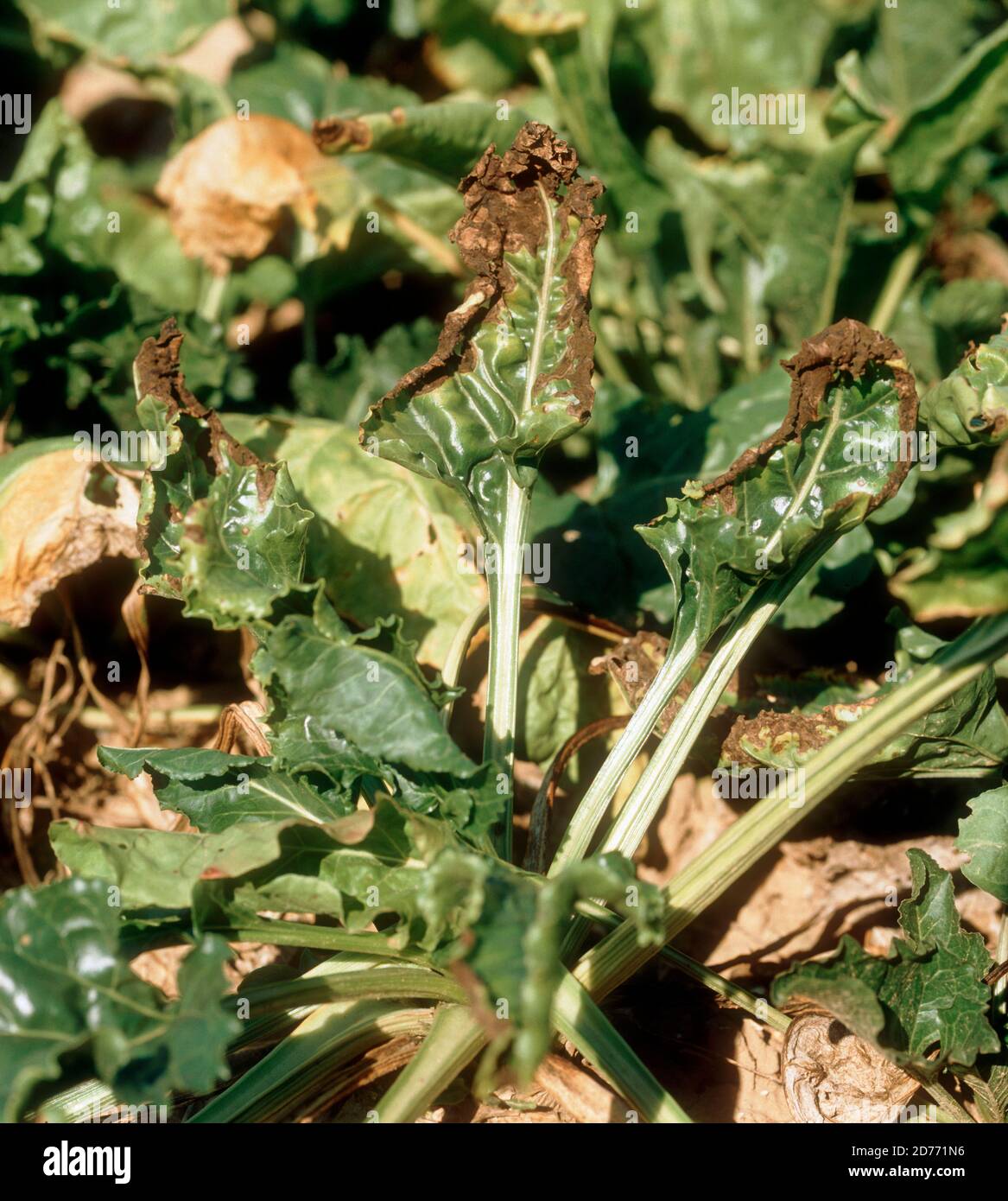 Alternaria leaf spot (Alternaria tenuis) necrosis and leaf curling on sugar beet leaves, France, September Stock Photo