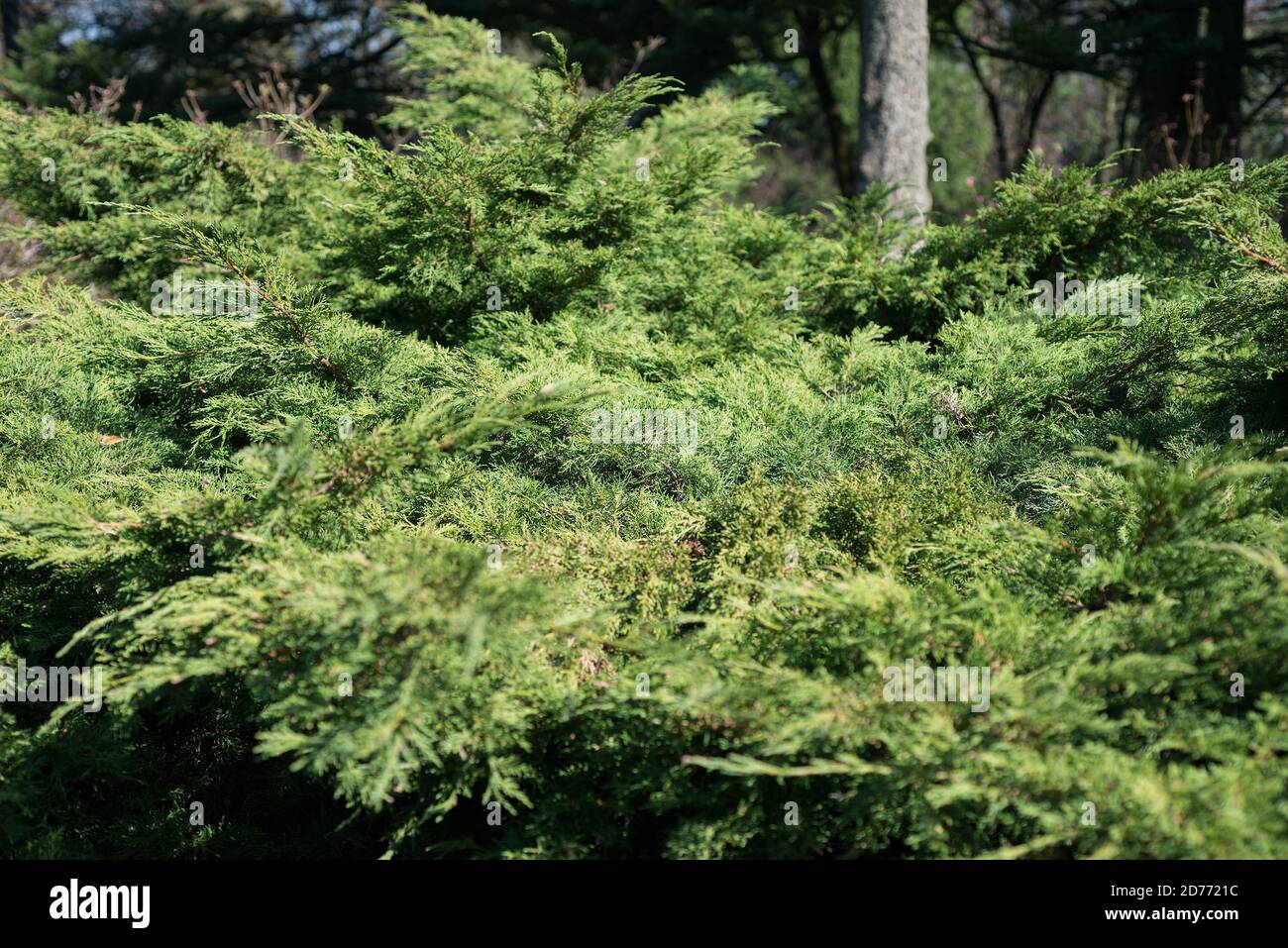 Juniperus horizontalis in the garden Stock Photo