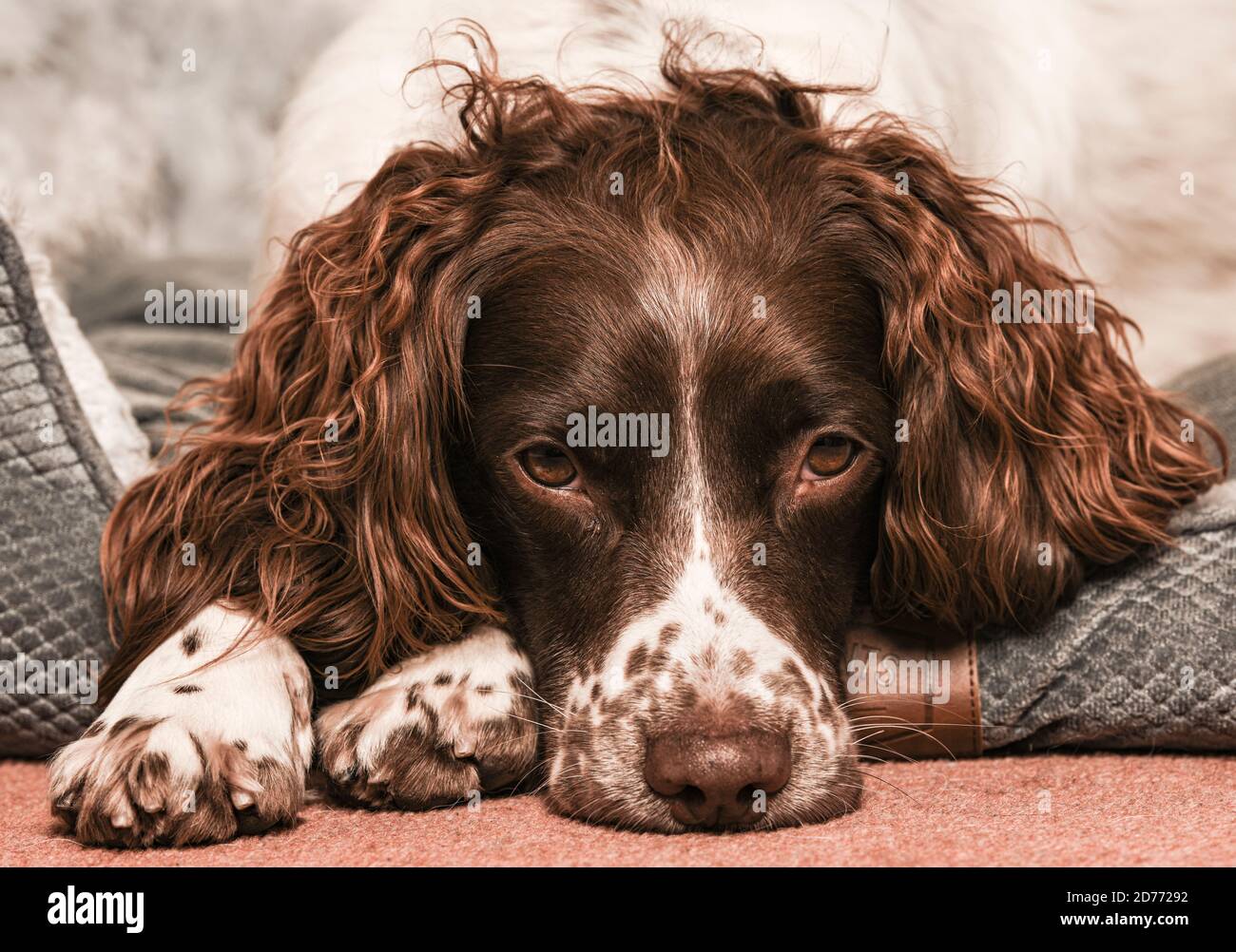 English springer spaniel resting dog Stock Photo - Alamy