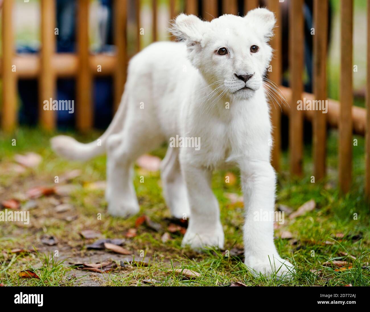 Landau Germany 21st Oct The Baby Lion Lea Walks Through A Temporary Enclosure After A Press Conference At The Terrarium And Desert Zoo Reptilium The White Baby Lion Which Has Been