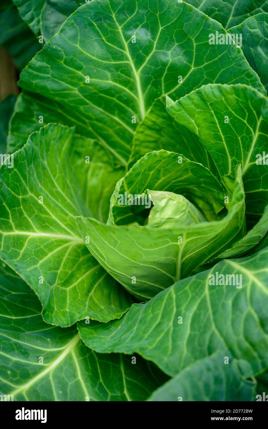 Loose leaf Spring cabbage  , Brassica Stock Photo