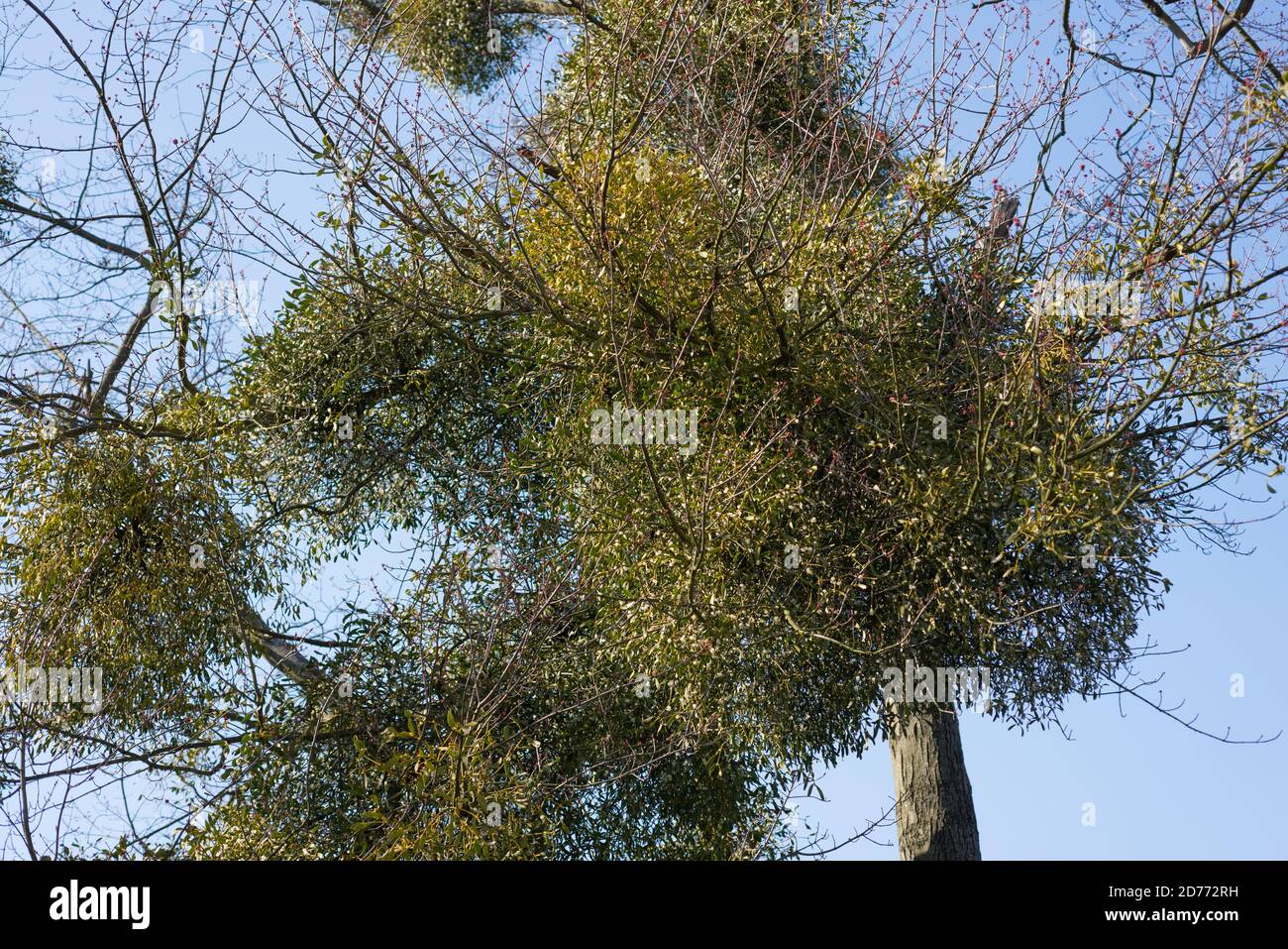 Mistletoe on a tree in the spring. Viscum coloratum Stock Photo