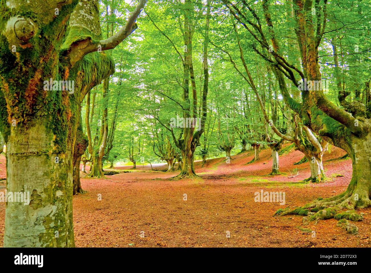 Otzarreta Beech Forest, Gorbeia Natural Park, Bizkaia, Basque Country ...