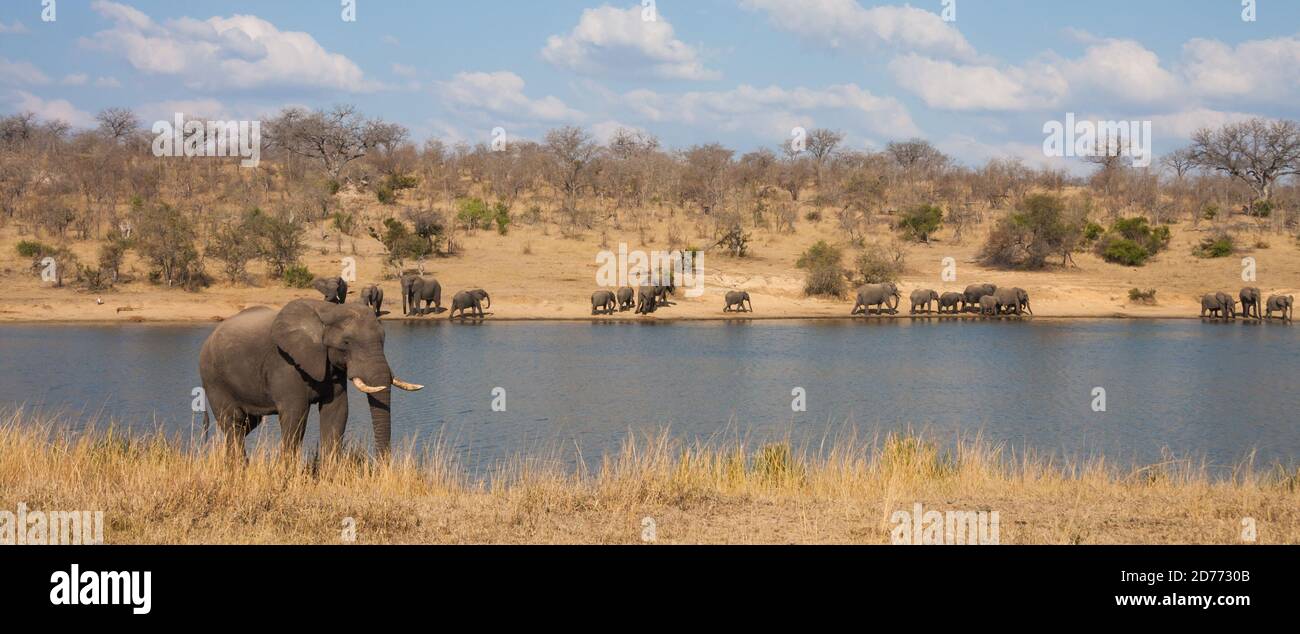 Panoramic landscape view of african elephants (Loxodanta africana) family herd drinking at a waterhole dam in Kruger National Park, South Africa Stock Photo