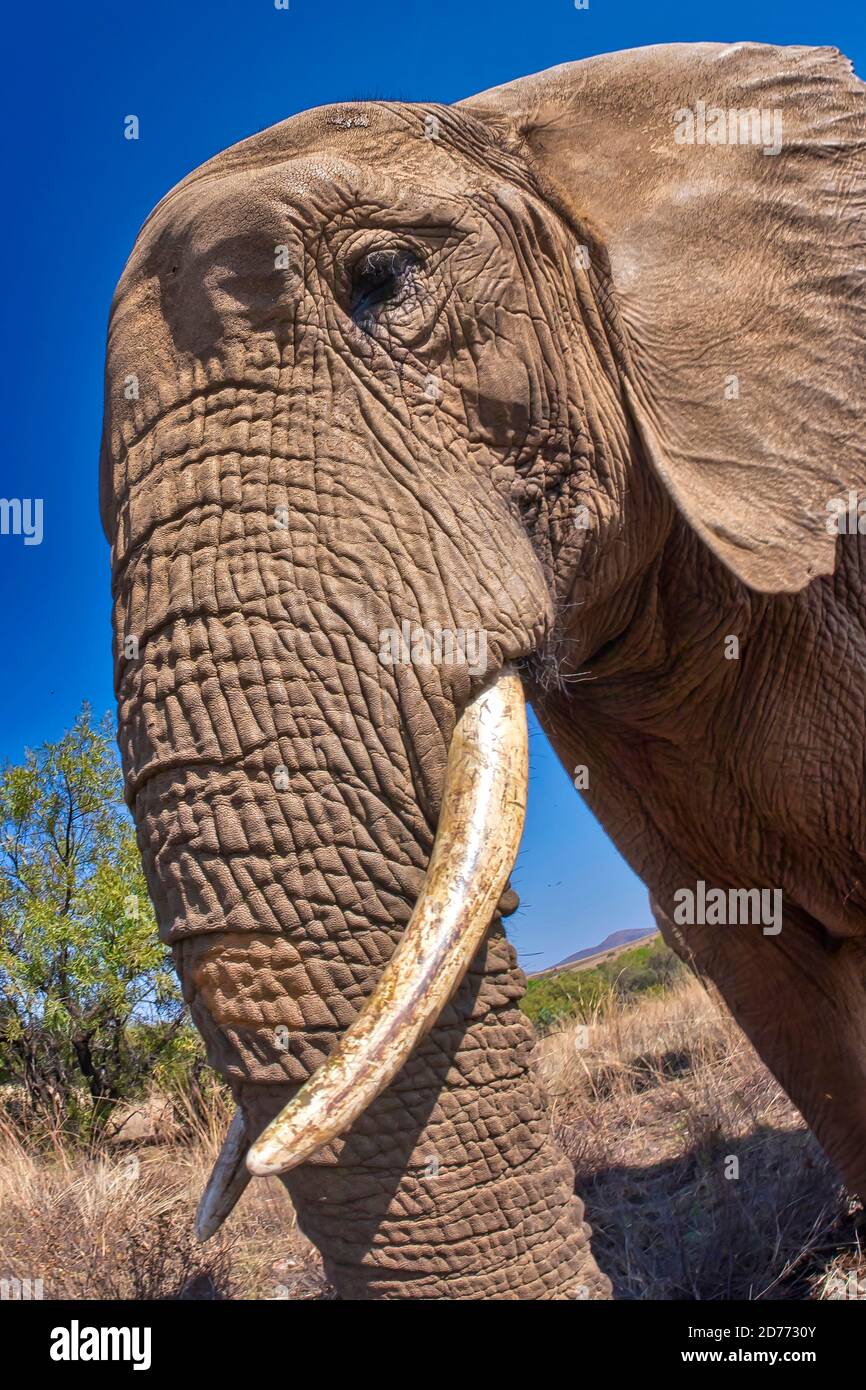 African Elephant, Loxodonta africana, Wildlife Reserve, South Africa
