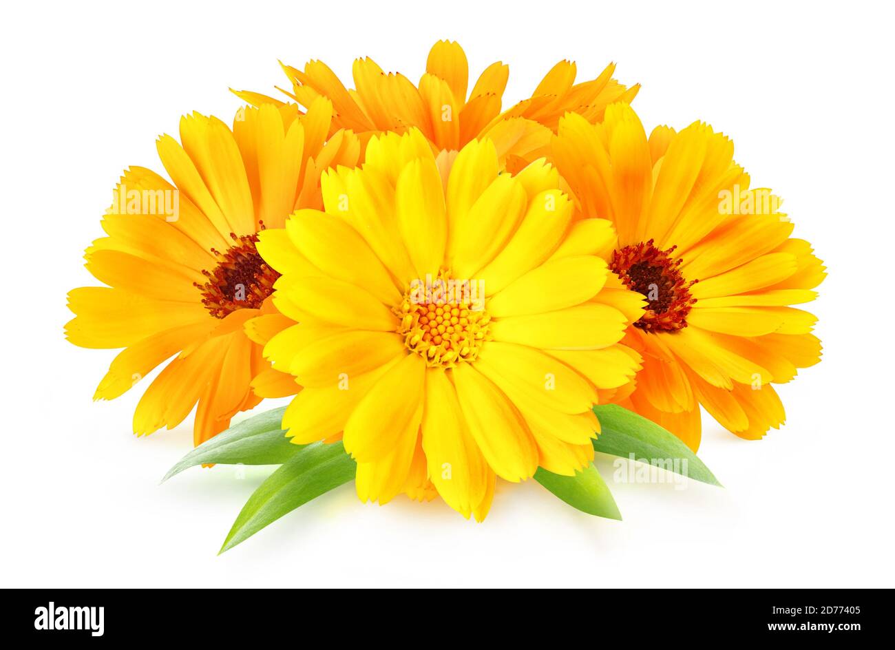 Flowers of calendula officinalis medicinal herb isolated on white background Stock Photo