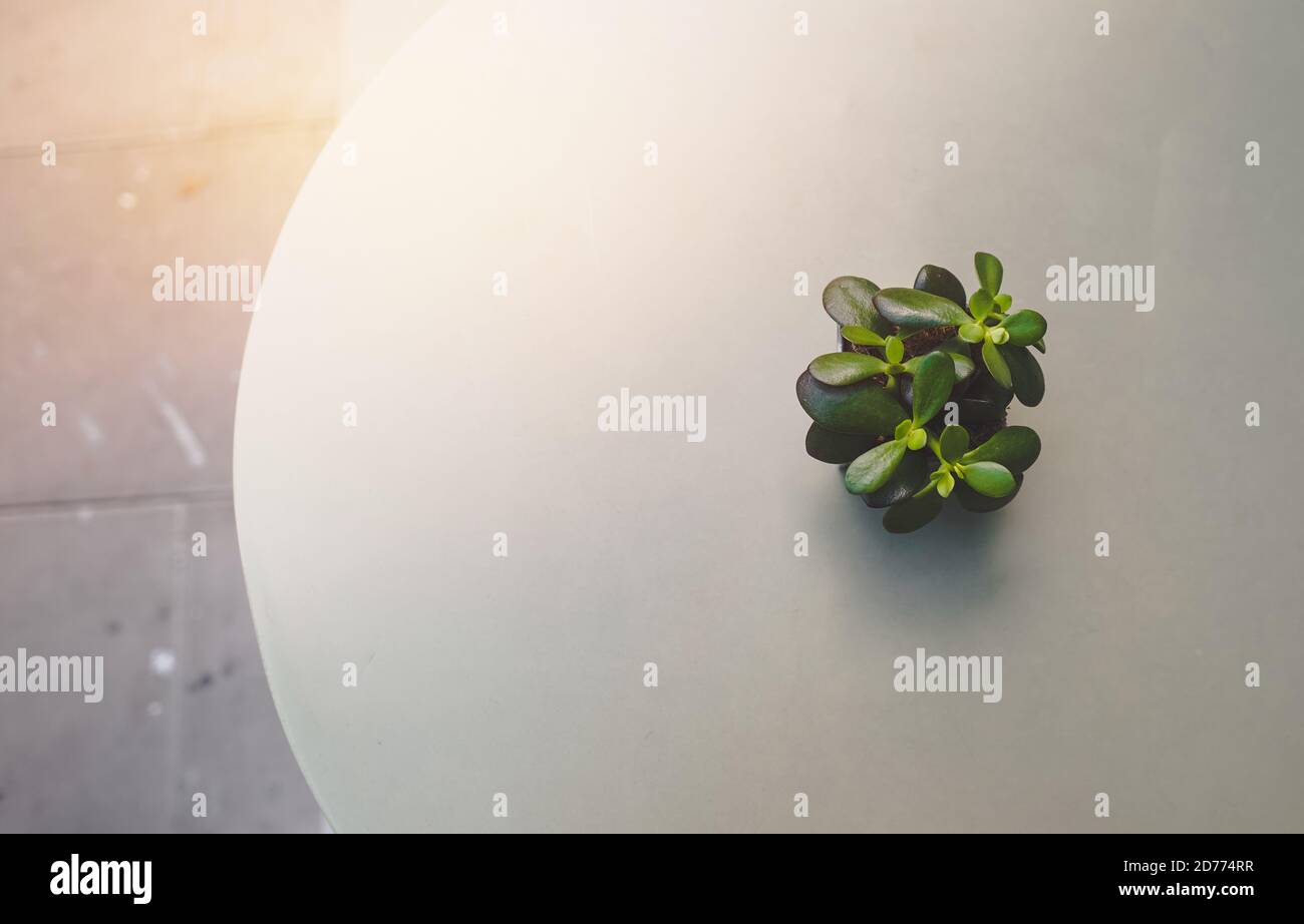 succulents plant in pot on coffee table background Stock Photo - Alamy