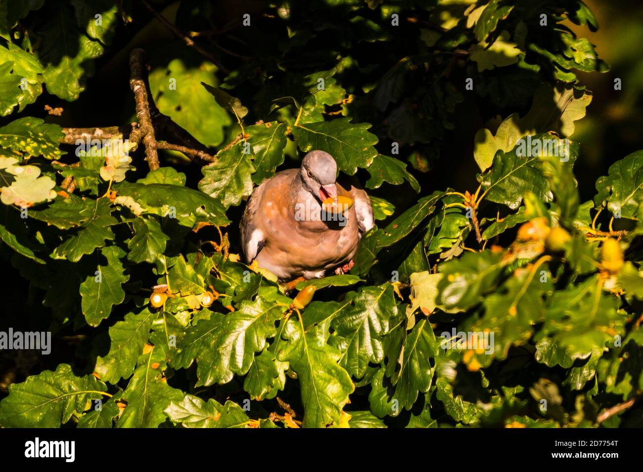 Wood pigeon eating acorns in an oak tree in East Finchley, London, UK