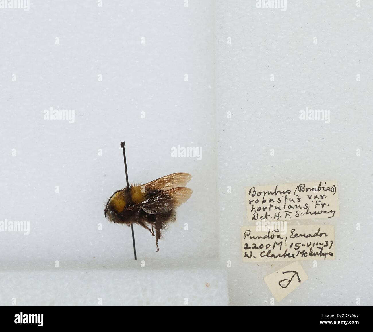 Pund Insect Pund?a, Tungurahua, Ecuador, Bombus (Robustobombus) hortulanus Friese ...