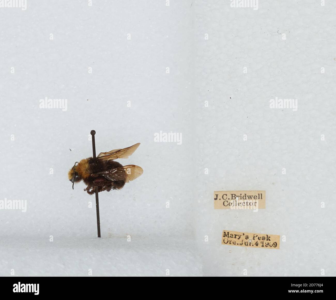 Mary's Peak, Benton, Oregon, United States, Bombus (Pyrobombus ...