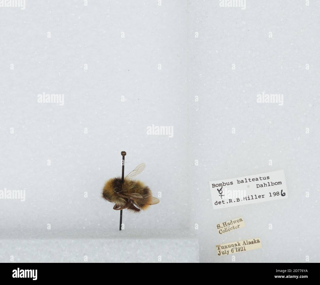 Tununak, Bethel, Alaska, United States, Bombus (Alpinobombus) balteatus