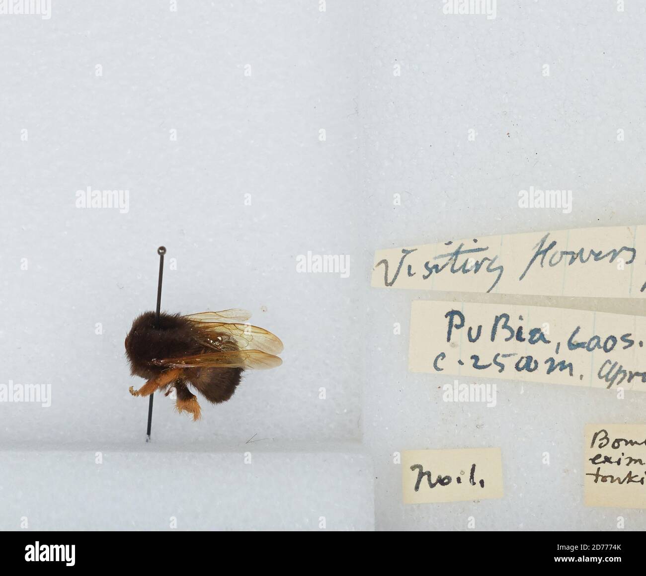 Phou bia hires stock photography and images Alamy